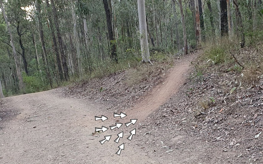 An unauthorised trail connecting Bellbird Trail with Wagtail Way, April 2023